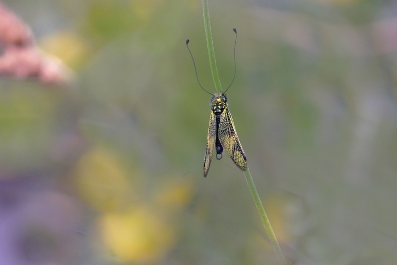 Photo Insectes Ascalaphe Ambré