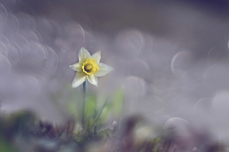 Photo Flore