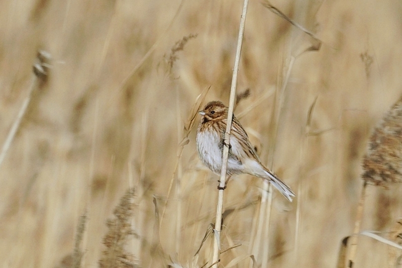 Photo Oiseaux Bruant des roseaux