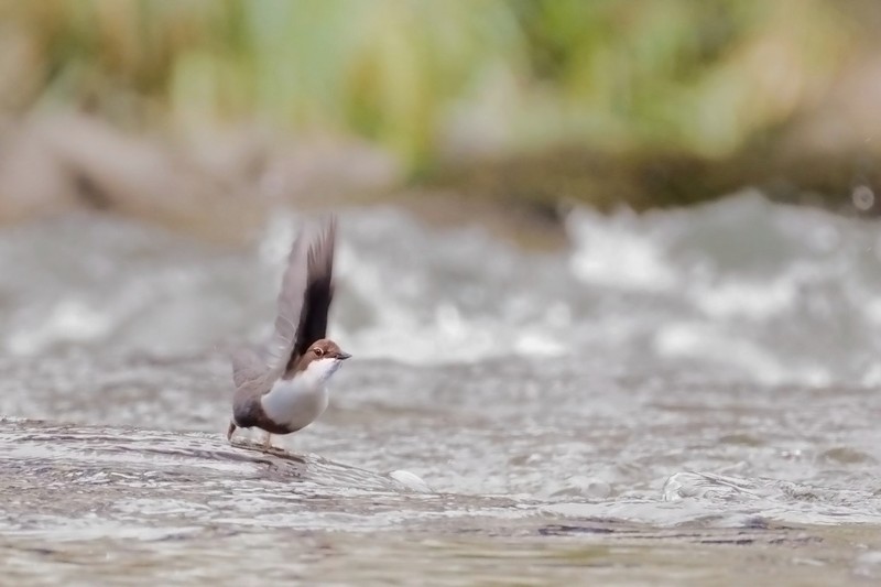 Photo Oiseaux Cincle plongeur (Cinclus inclus)