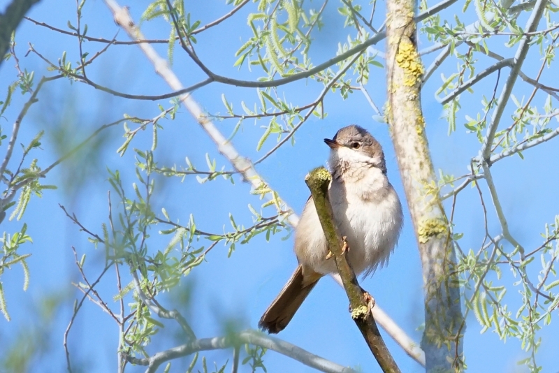 Photo Oiseaux Fauvette grisette (Sylvia communis)