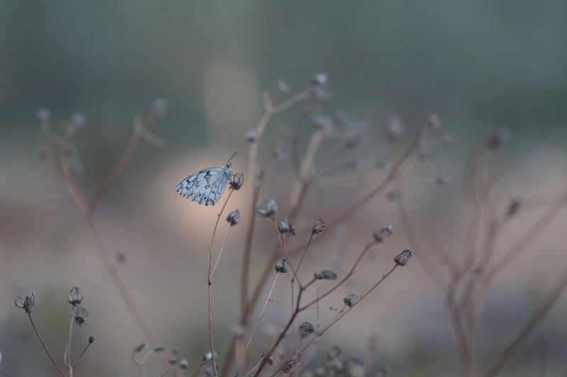 Photo Insectes Échiquier 