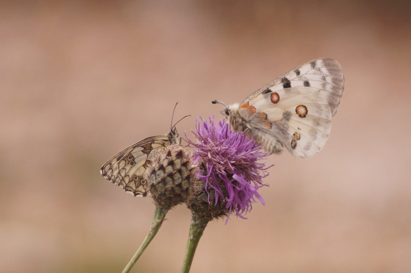 Photo Insectes Demi deuil et apollon au dortoir 