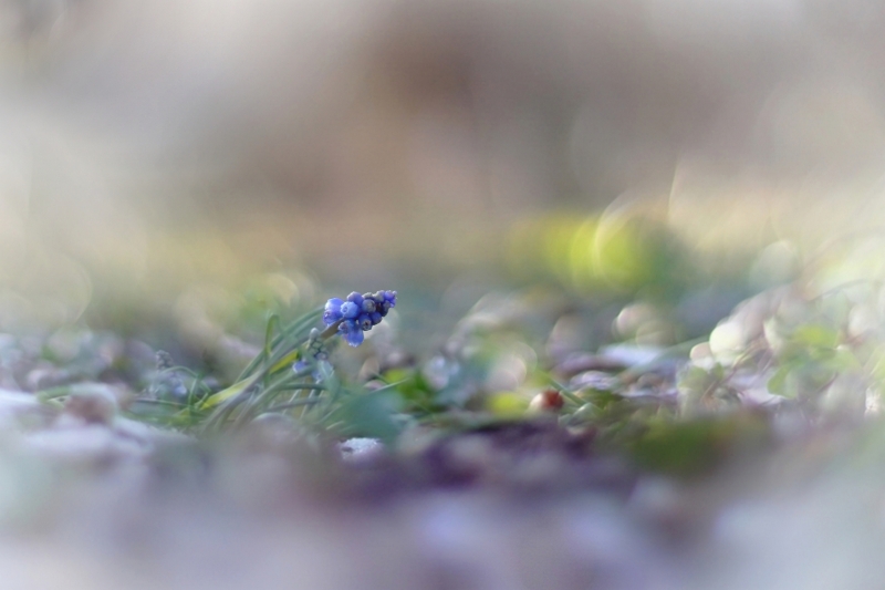 Photo Flore