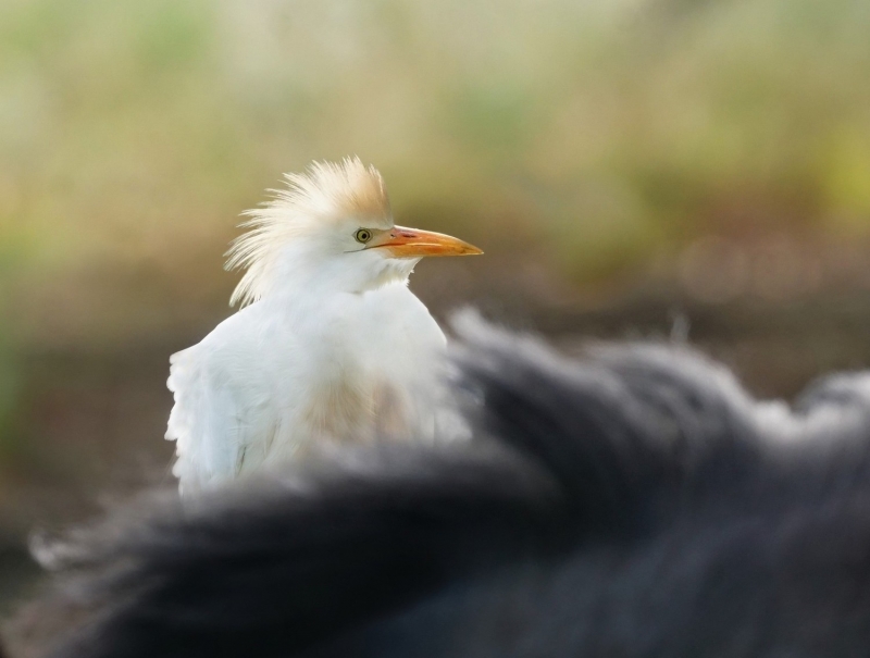 Photo Oiseaux heron garde boeuf