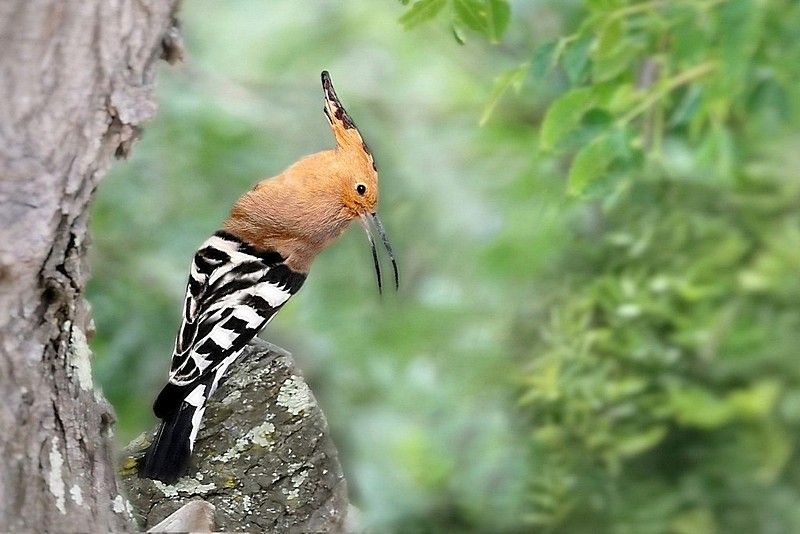 Photo Oiseaux Huppe fasciée (Hpupa epops)