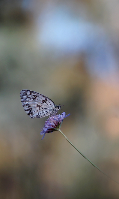 Photo Insectes Échiquier 