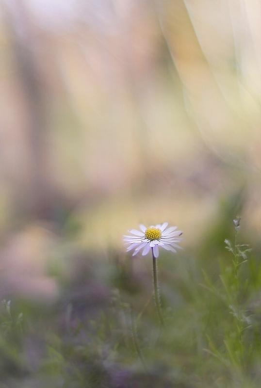 Photo Flore