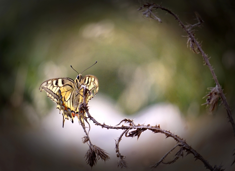 Photo Insectes Machaon (Papilio machaon)