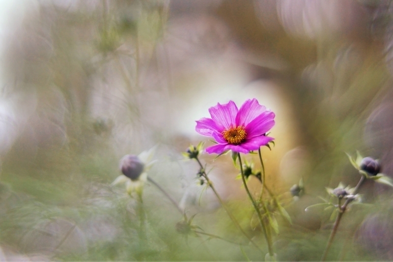 Photo Flore Cosmos