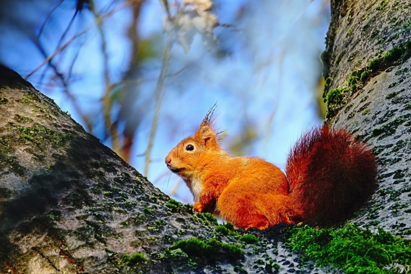 Photo Mammifères écureuil roux
