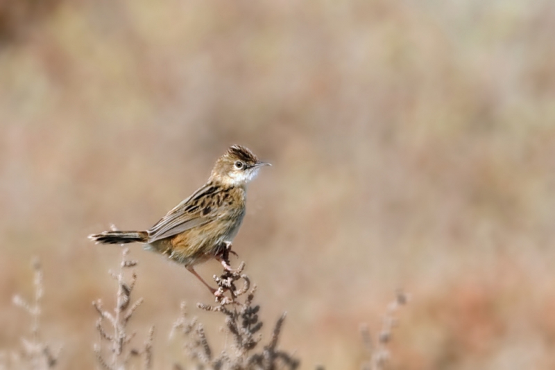 Photo Oiseaux Cisticole des joncs (Cisticola juncidis)