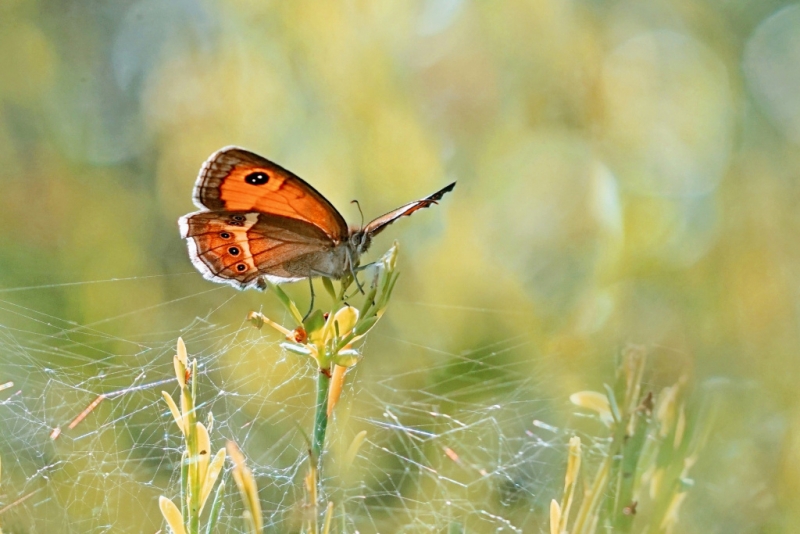 Photo Insectes Ocellé rubané 