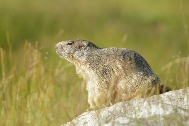 Photo Mammifères Marmotte