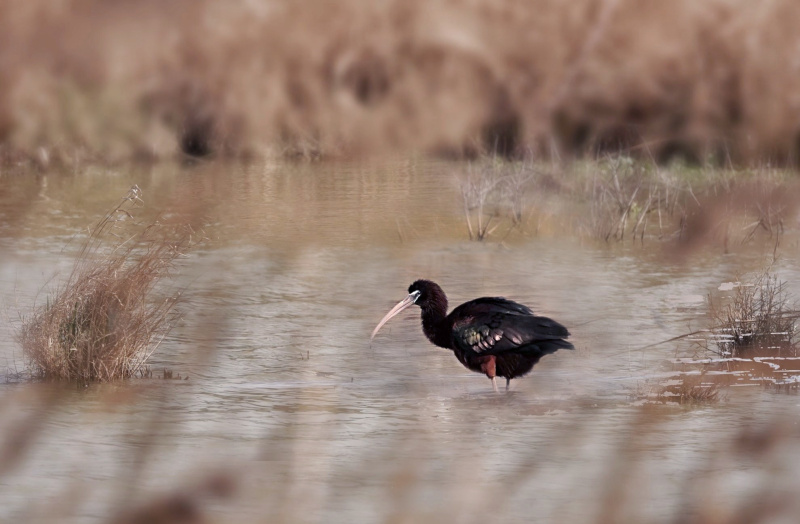 Photo Oiseaux Ibis falcinelle