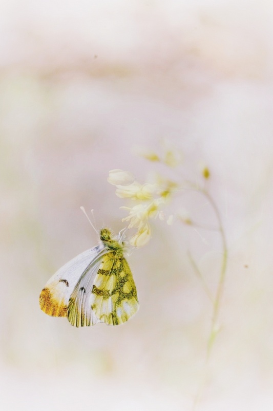 Photo Insectes Aurore de provence