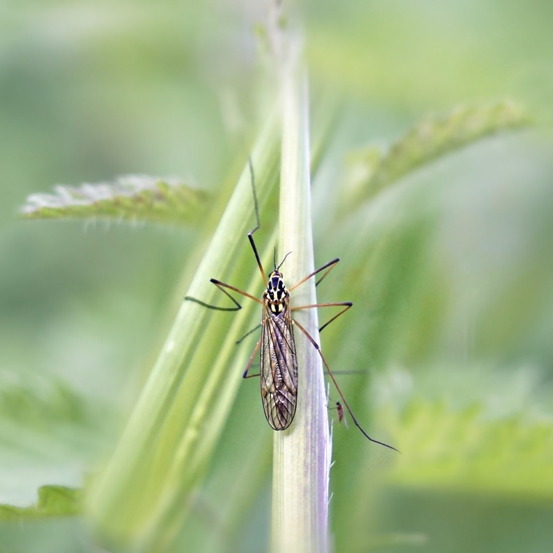 Photo Insectes TIpule 