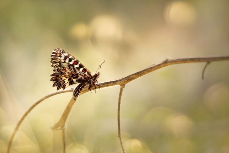 Photo Insectes