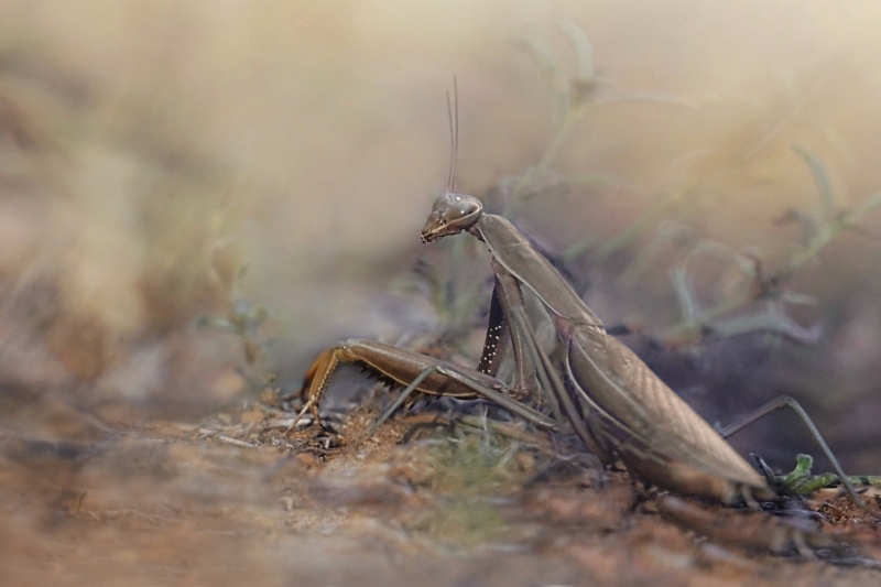 Photo Insectes Mante religieuse (Mantis religiosa)