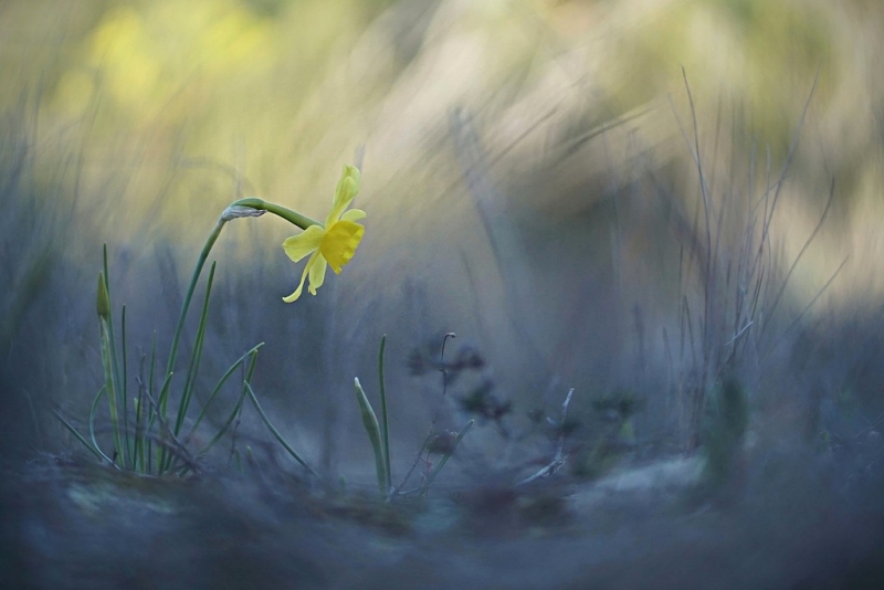 Photo Flore Jonquille sauvage