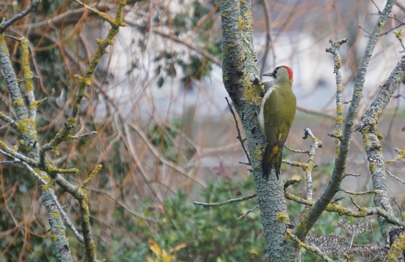 Photo Oiseaux Pic vert (Picus viridis)