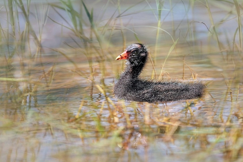 Photo Oiseaux