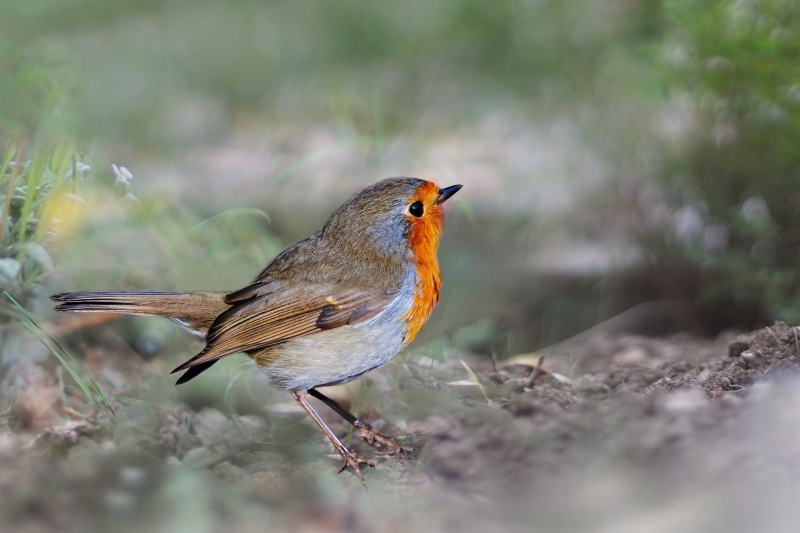 Photo Oiseaux