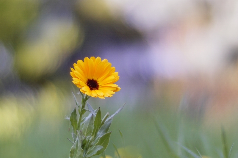 Photo Flore Souci officinal