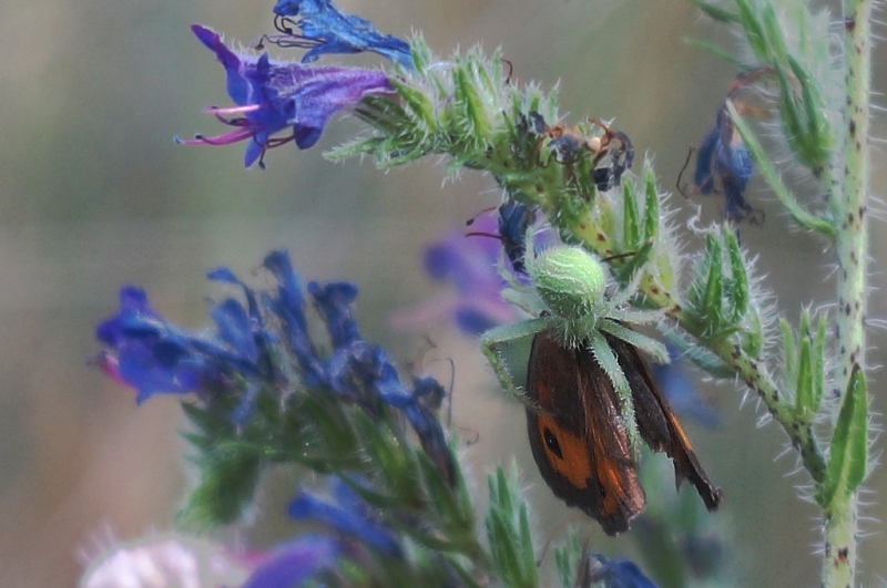 Photo Araignées Thomise 