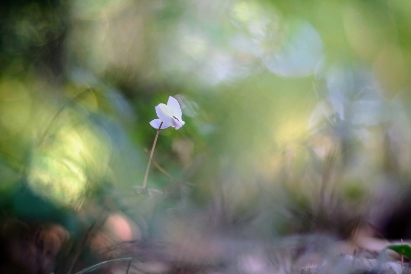 Photo Flore Cyclamen 