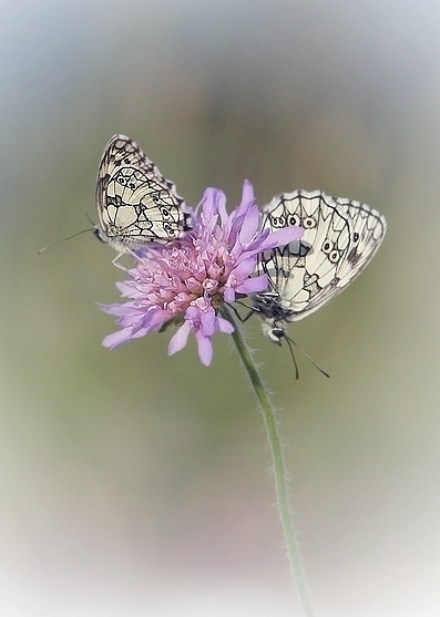 Photo Insectes Duo de demi-deuil
