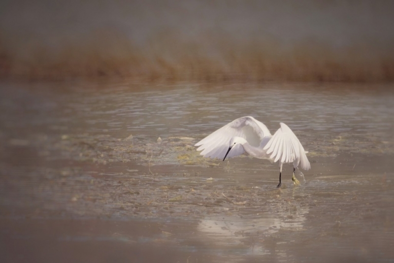 Photo Oiseaux Aigrette garzette (Egretta garzetta)