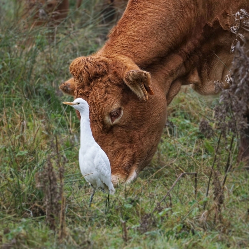 Photo Oiseaux