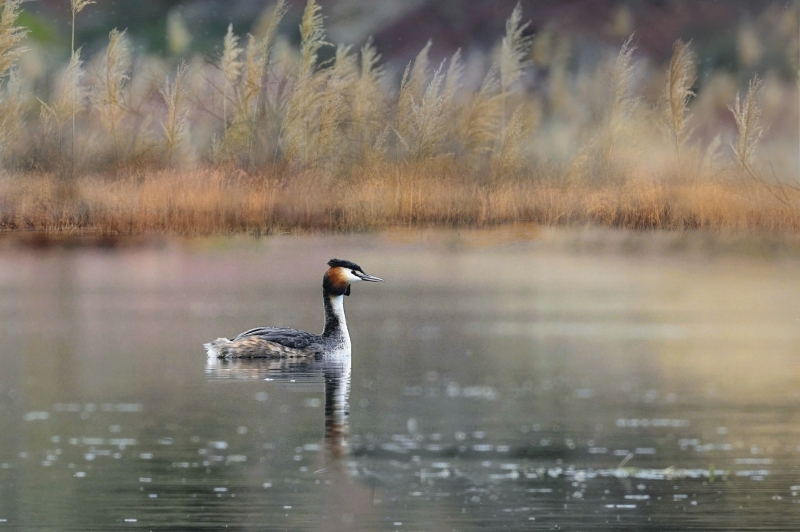 Photo Oiseaux Grèbe huppé