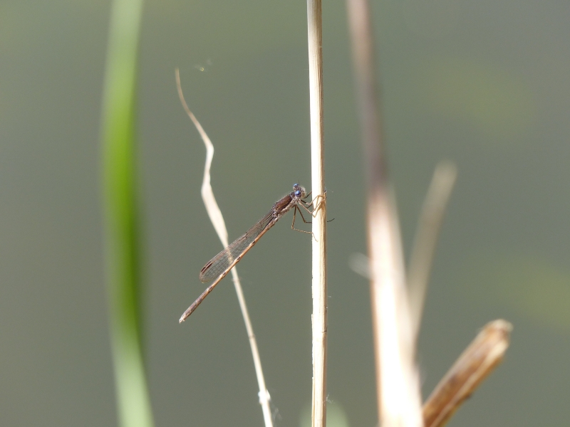 Insectes et Araignées Sympecma fusca