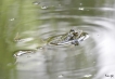 Amphibiens