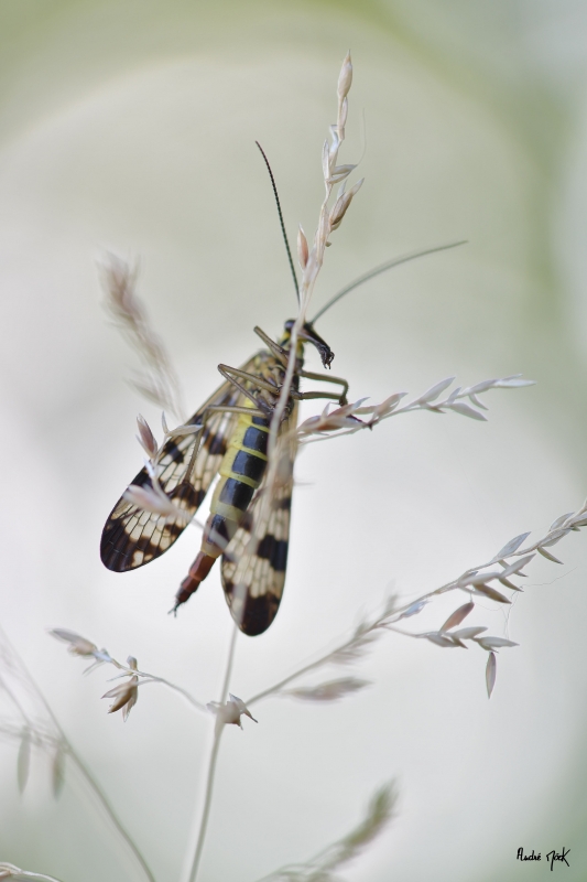 Photo Insectes