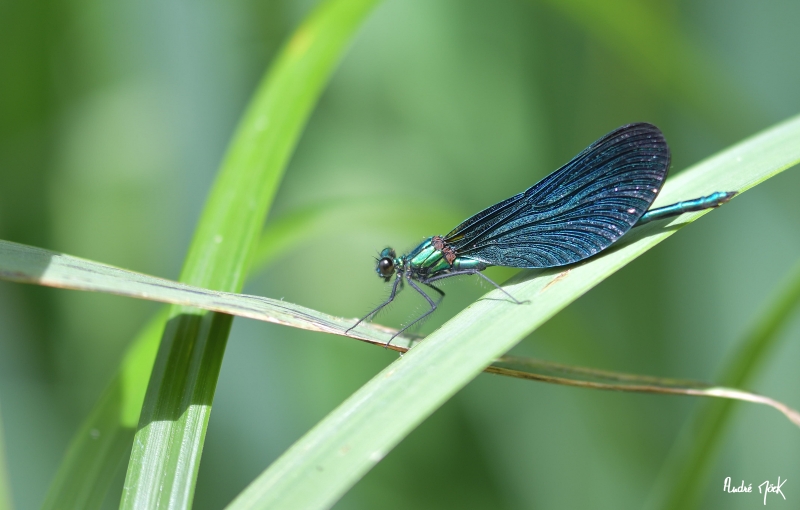 Photo Insectes
