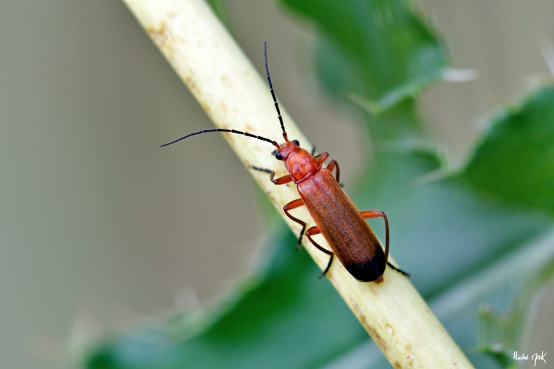 Photo Insectes