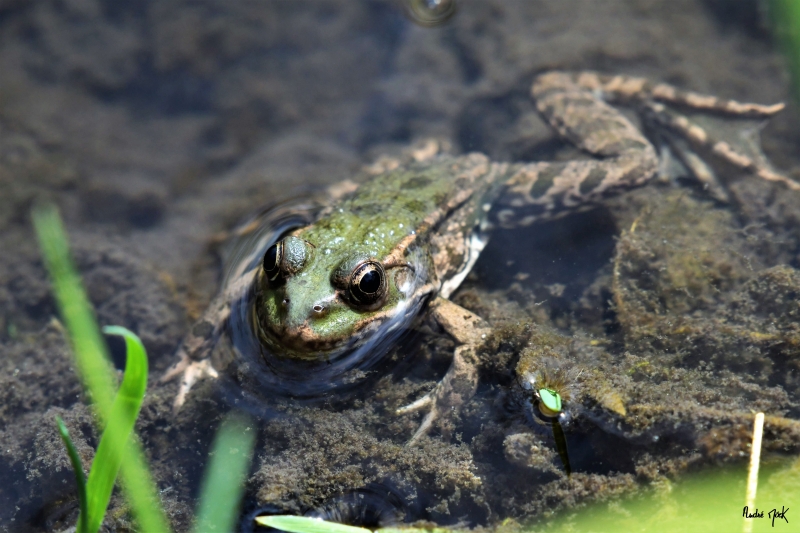 Photo Amphibiens