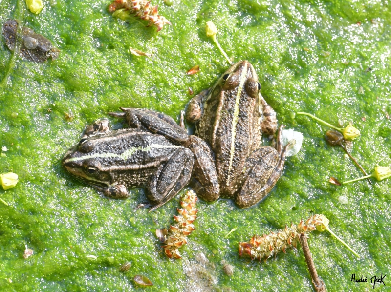 Photo Amphibiens