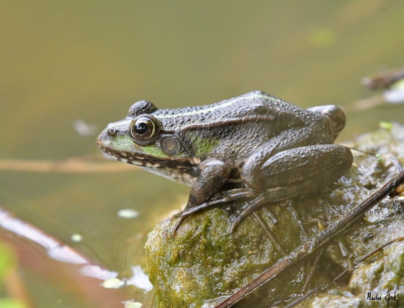 Photo Amphibiens