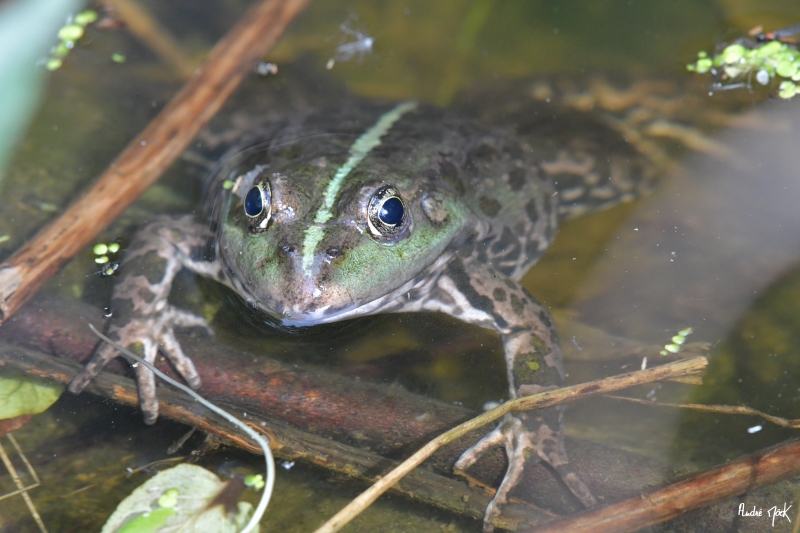 Photo Amphibiens