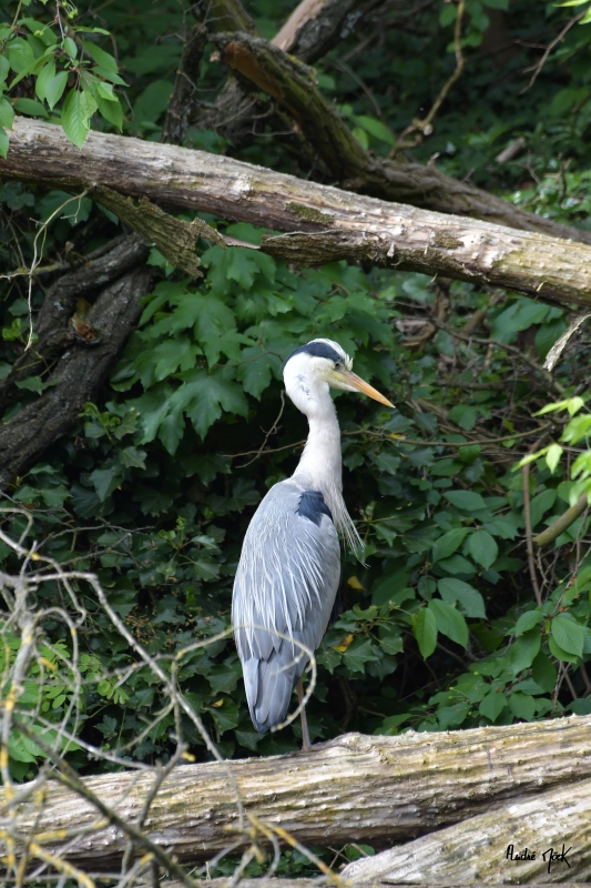 Photo Oiseaux Héron cendré