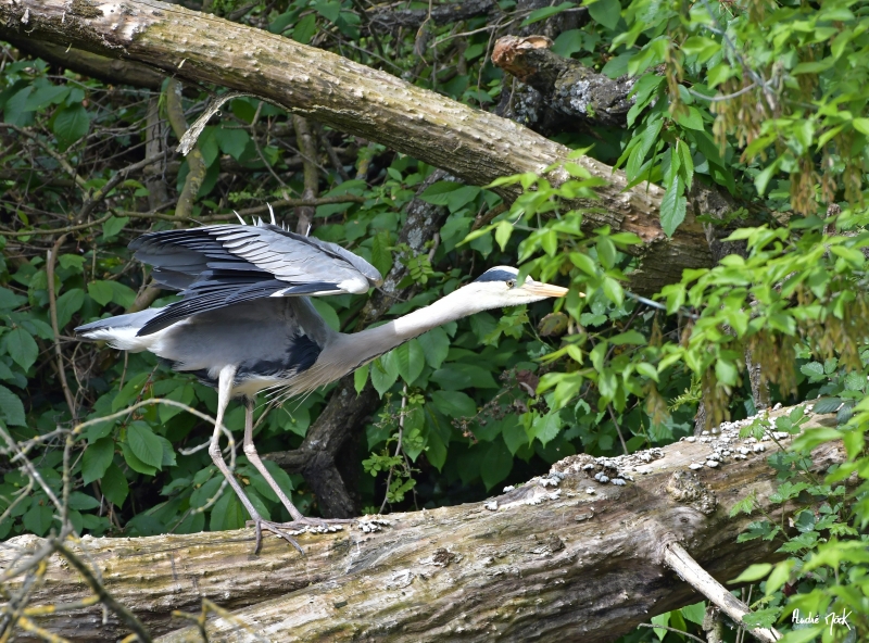 DSC_5391.jpg Héron cendré