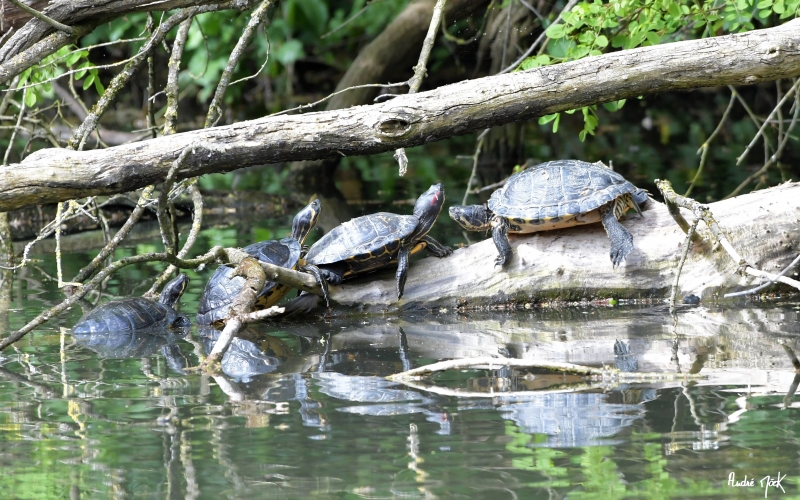 Photo Reptiles