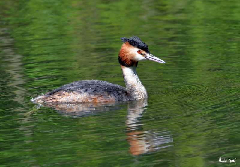 Photo Oiseaux Grèbe huppé