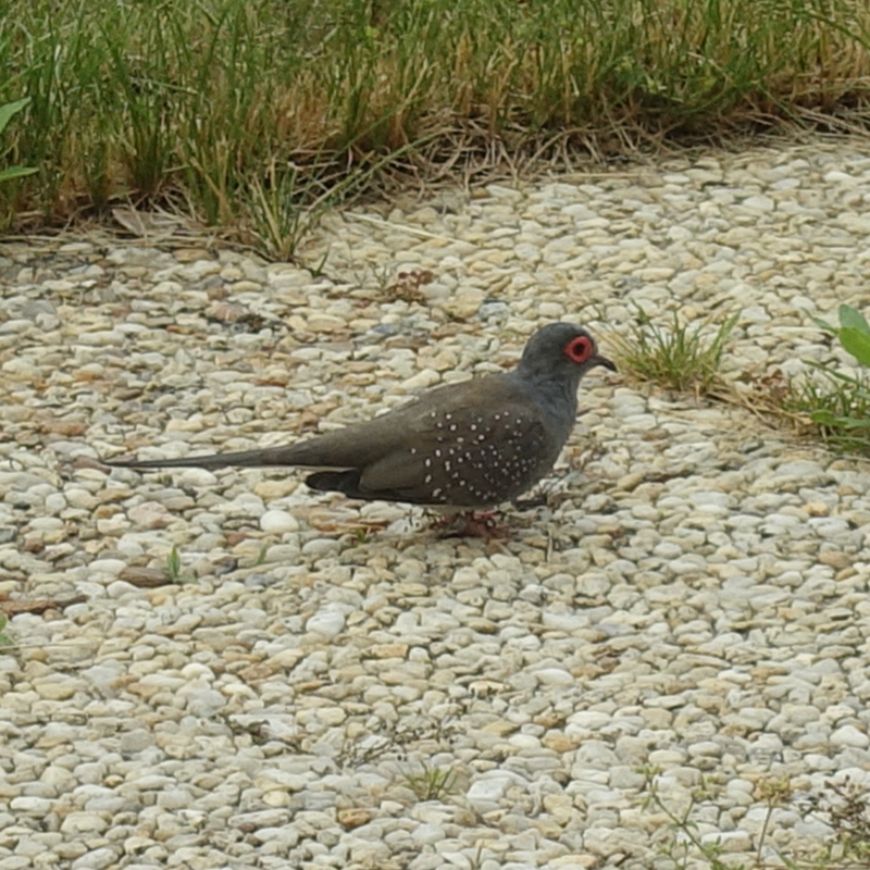 Oiseaux Tourterelle diamant