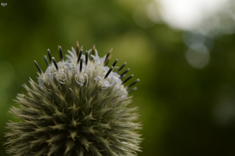 Flore
