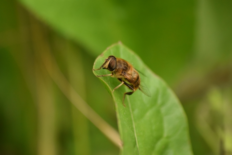Insectes et Araignées